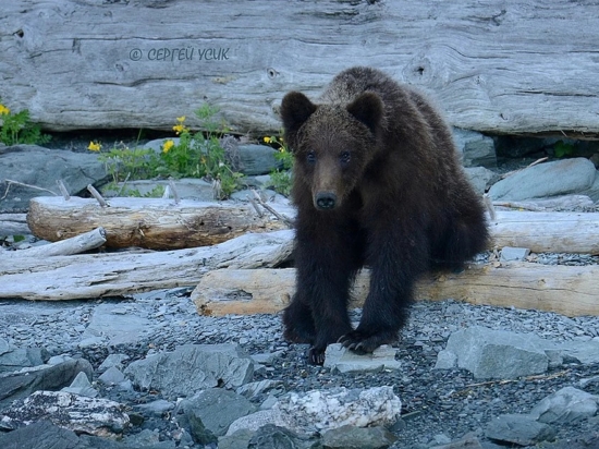 В Республике Алтай сотрудник заповедника встретился с невозмутимым медвежонком
