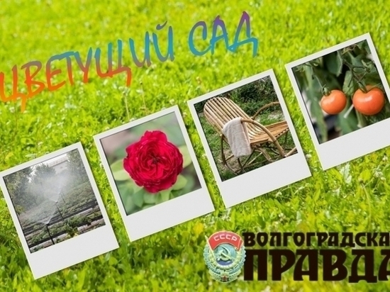 В Волгограде продолжается фотоконкурс «Цветущий сад»