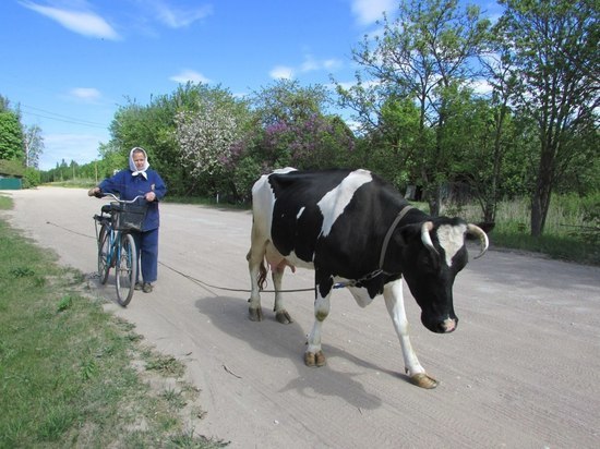 Корова экс-директора гдовского Дома пионеров дает молоко для 20 семей