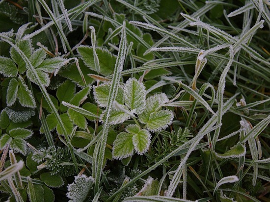 Заморозки на почве ожидаются в Удмуртии к середине недели