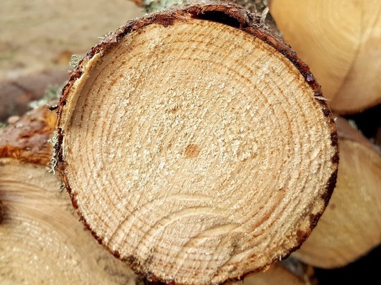 Контрабандную древесину на 204 млн рублей изъяли в Хабаровске