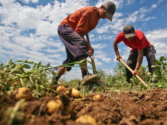 Волгоградский агроном рассказал, до каких пор можно сажать картошку