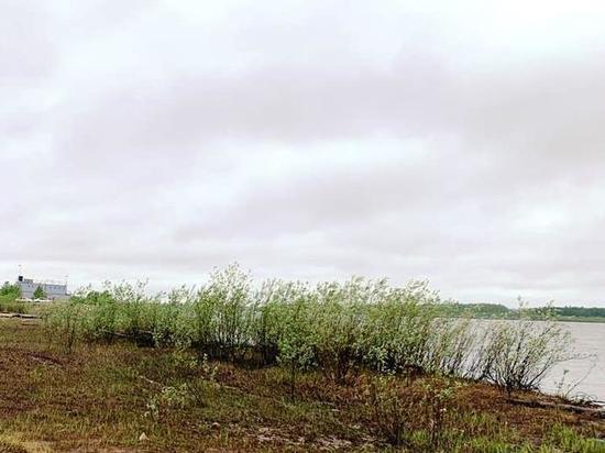 В Тарко-Сале очистили берег Пура от выброшенной селедки