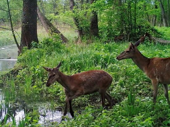 Воронежский заповедник поделился милым видео с оленями на водопое
