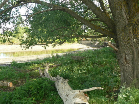 Экологическая катастрофа под Саратовом: речка обмелела из-за повреждения плотины, мёртвые бобры исчезли