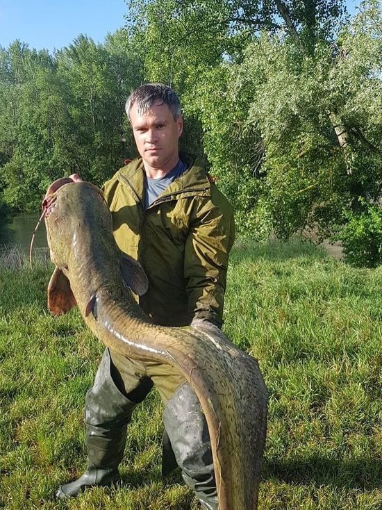 На Ставрополье рыбак поймал сома – великана на удочку