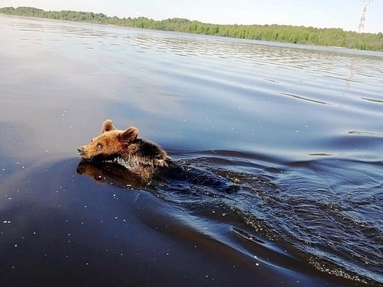 В Ивановской области очевидцы сфотографировали, как медведь переплывает Волгу