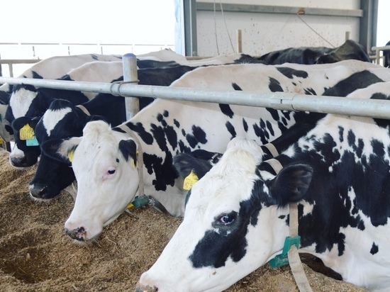 Много ли молока дают смоленские коровы