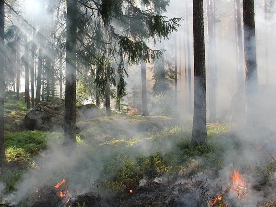 Высокую пожарную опасность прогнозируют синоптики Колымы