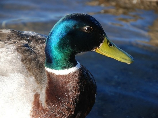 В ЯНАО водоплавающую дичь проверили на птичий грипп