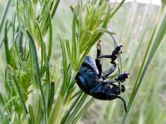 В оренбургском заповеднике обнаружены новые виды насекомых