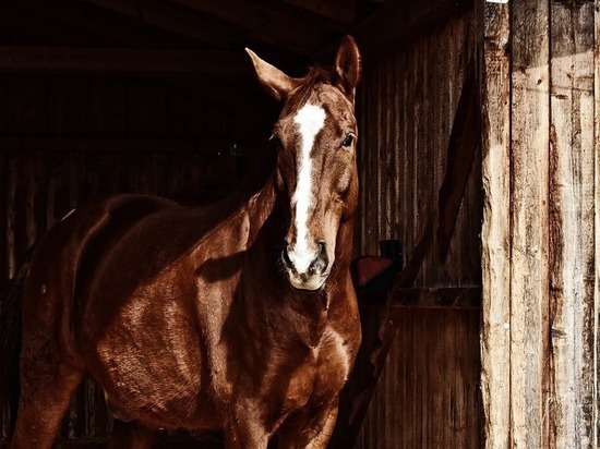 В Оренбургской области не допустили незаконный вывоз лошадей в  Казахстан