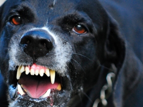 Домашняя собака в Тверской области заболела бешенством
