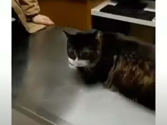 Спрятавшийся от ветеринара в куртку хозяина кот покорил Сеть