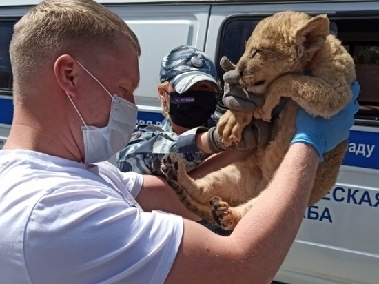 Волгоградская полиция обнаружила львенка в автобусе Махачкала – Москва