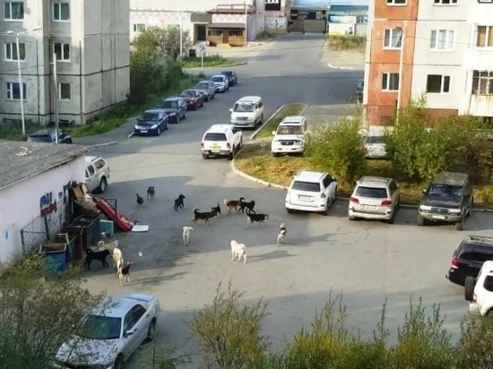 Приют для бездомных собак должен открыться на Колыме в июле