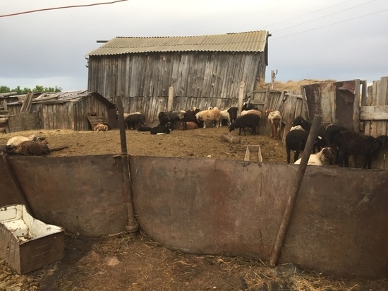 Жители Курманаевского района украли овец в Соболево