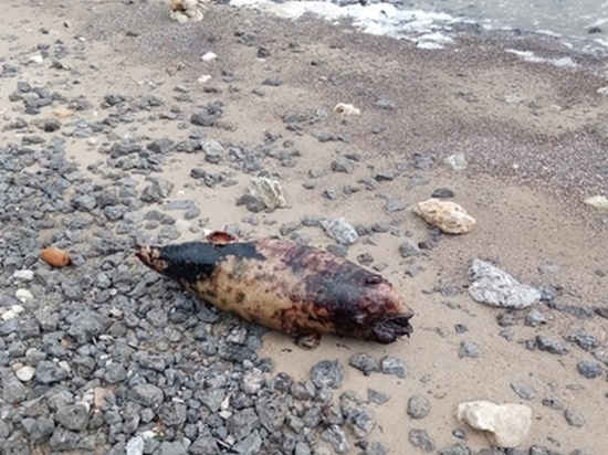 Мертвых азовок обнаружили на побережье Таганрогского залива