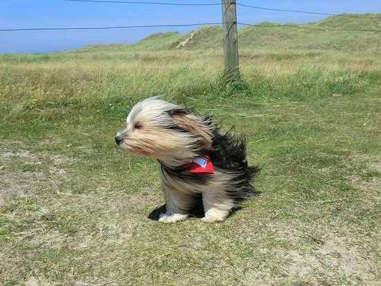 Ветер в Марий Эл может усилиться до 18 метров в секунду