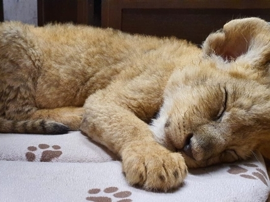 В Волгограде полицейские спасли львенка и передали в надежные руки