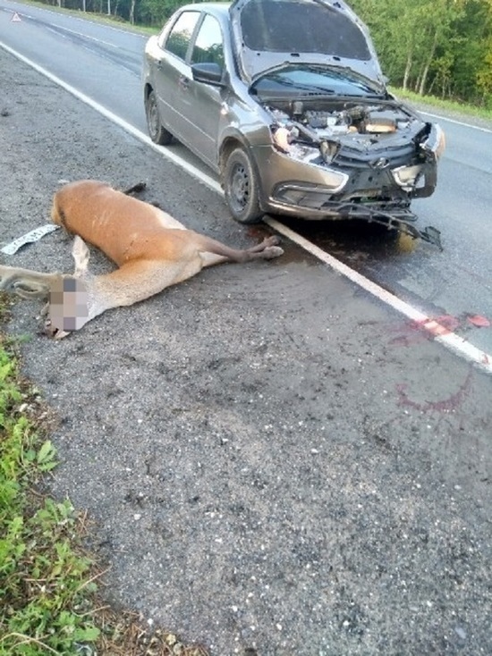 Олень выскочил перед машиной в Псковском районе - животное погибло, машина разбита