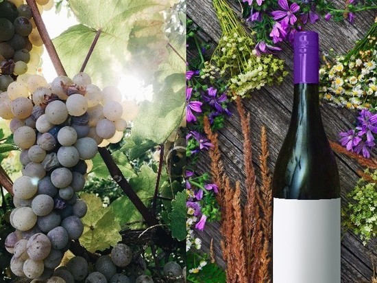 Французские виноделы переработают вино в антисептик