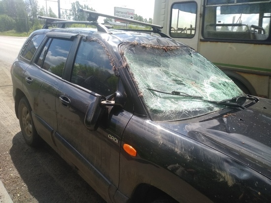 На городской улице в Ярославле автомобиль сбил лося