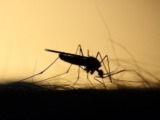 Как противостоять комарам: инструкция для жителей Ямала