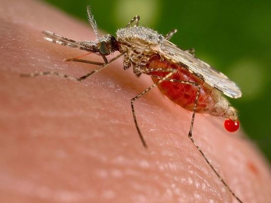 Летняя напасть: как бороться с жарой и комарами