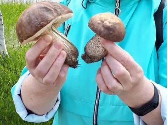 Жители Ноябрьска находят первые грибы прямо в городе