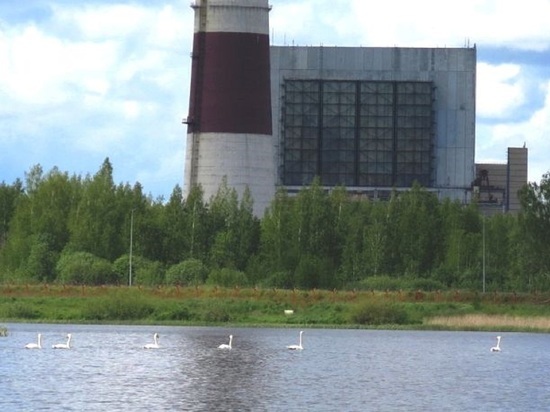Костромская природа продолжает ставить «карантинные» рекорды — возле Костромской ГРЭС поселились лебеди