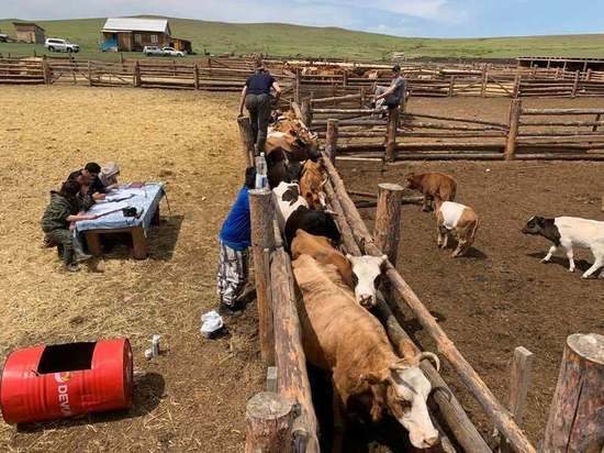 Хамбо лама Дамба Аюшеев прокомментировал скандал с бурятскими коровами и быками
