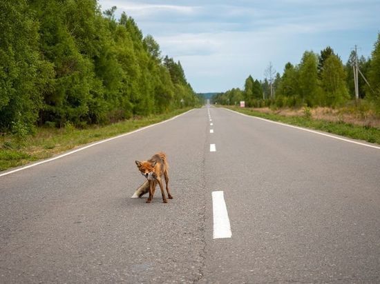 В Бурятии известный фотограф заснял "упоротого лиса", охраняющего Энхалук