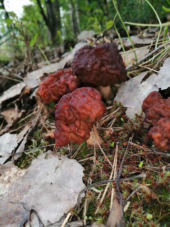 «Сварил и сомневаюсь»: жители Ноябрьска собирают ядовитые для европейцев грибы