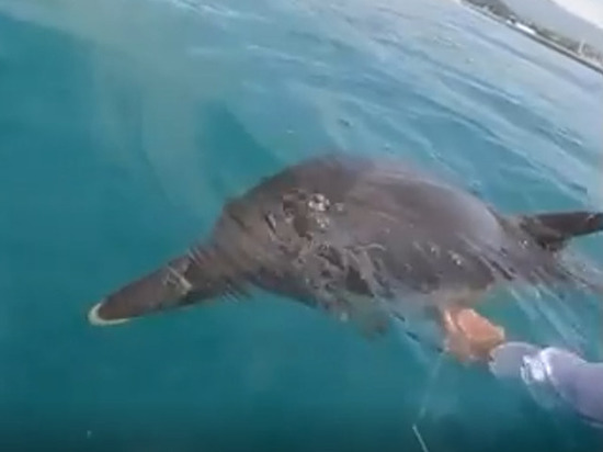 Сочинец в открытом море спас запутавшегося в леске дельфина