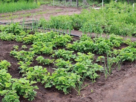 Жители Курманаевки жалуются на воровство с огородов