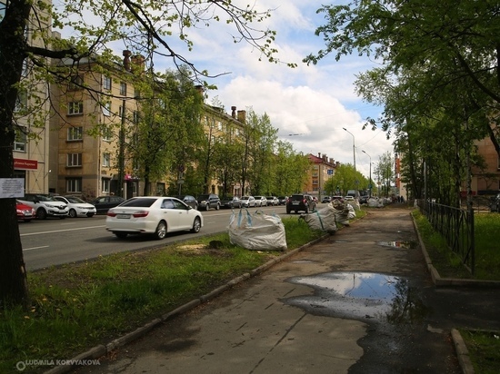 Взамен спиленной липовой аллеи на Красноармейской высадят новые деревья
