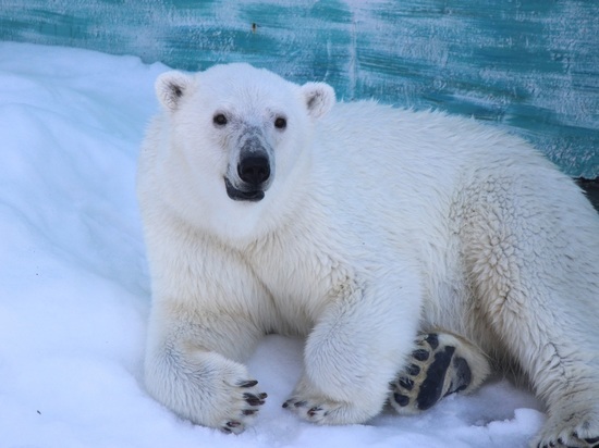 Белого медведя из нижегородского зоопарка "Лимпопо" обеспечат снегом