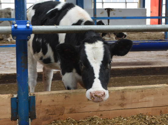 Чувашское правительство выделит субсидии владельцам дойных коров