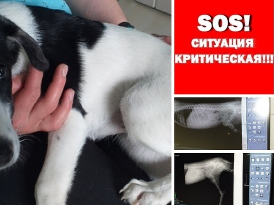 В Ярославле пытаются спасти щенка, выброшенного из окна