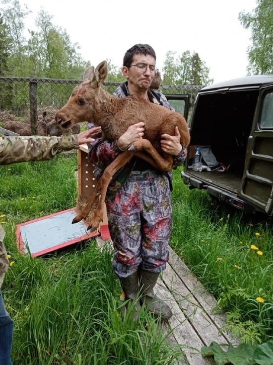 Двух лосят экспортировали из Ярославской области в Костромскую