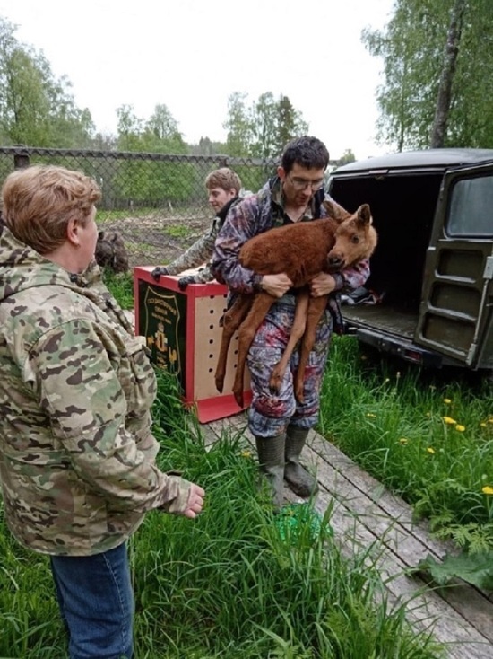 Осиротевших ярославских лосят будут выхаживать в Костромской области