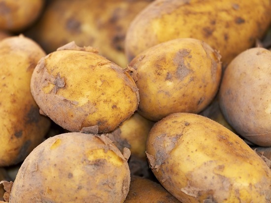 В Ноябрьске впервые начали выращивать картофель