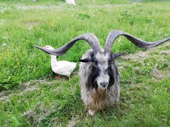 Под Смоленском гусь и козел завели дружбу и стали местными "звездами"