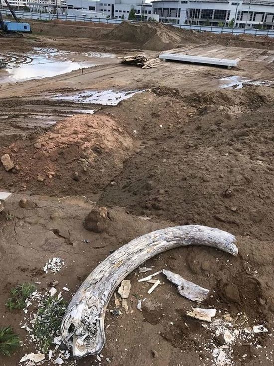 На стройке аквапарка в Красноярске нашли огромный древний бивень