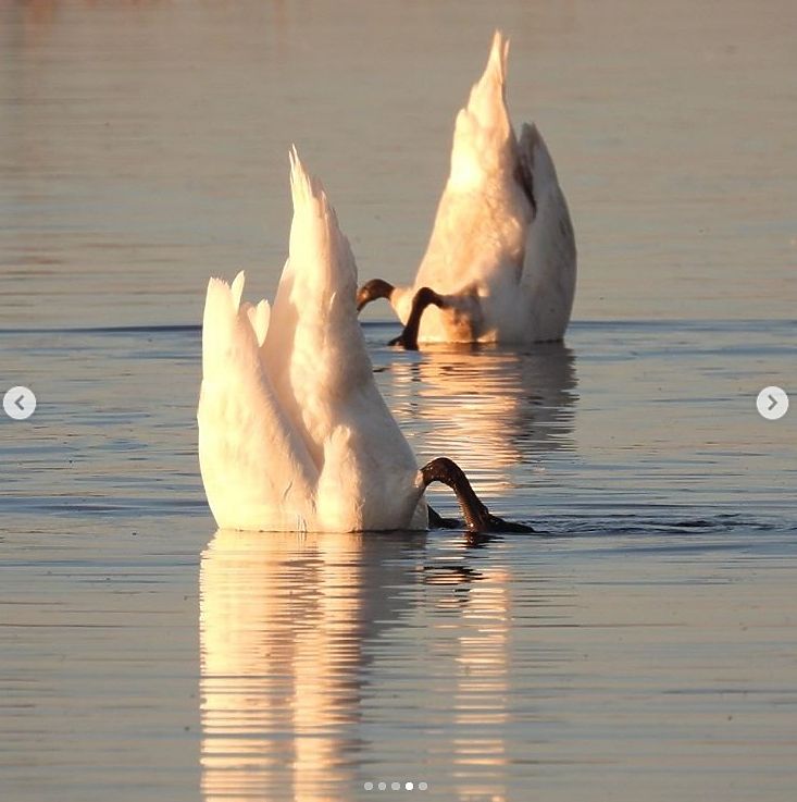 Прилетевшие лебеди очаровали красотой жителей Лабытнанги: фоторепортаж