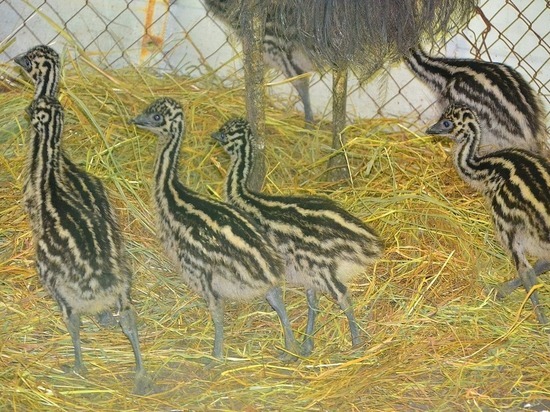 Сразу восемь страусят родились в зоопарке Ставрополя