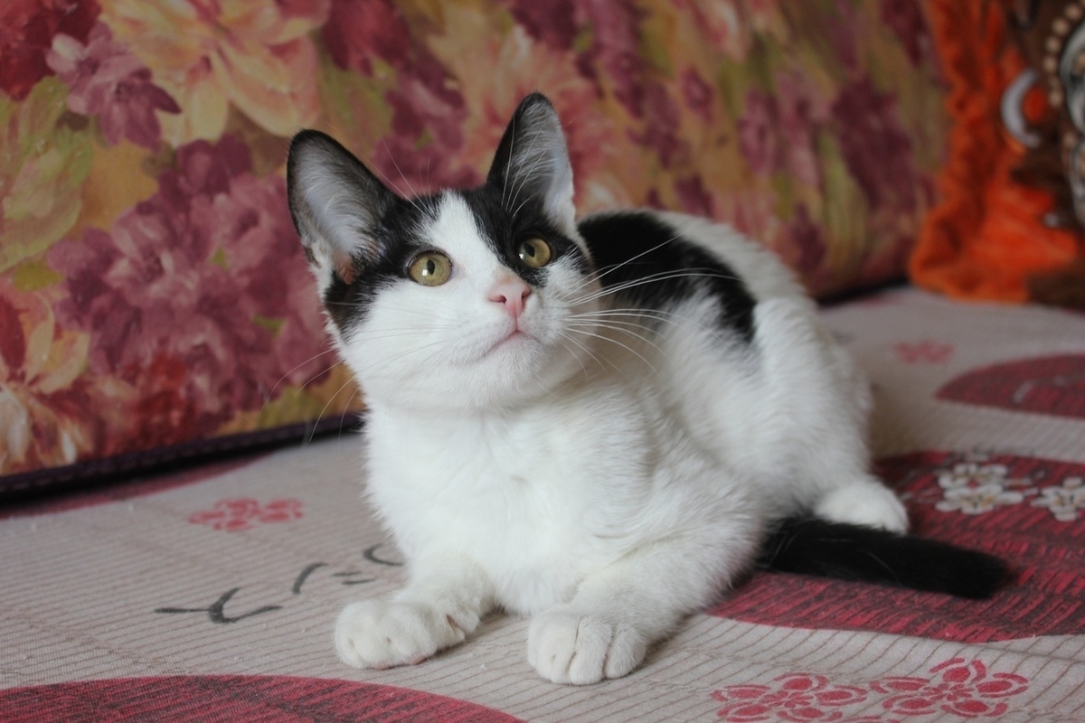Кошка Рязанской области с картинками. Купить кошку в рязани