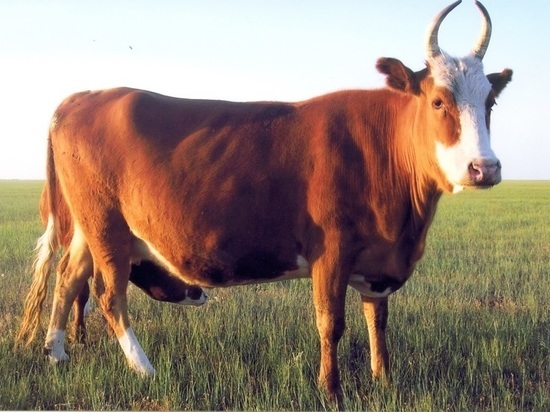 В калмыцком поселке обнаружен больной бруцеллезом скот