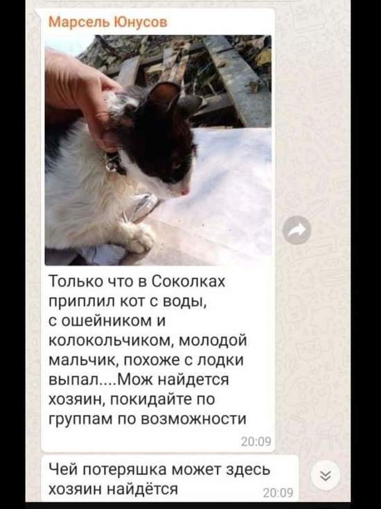 В Татарстане кот упал с баржи и проплыл 300 метров до берега